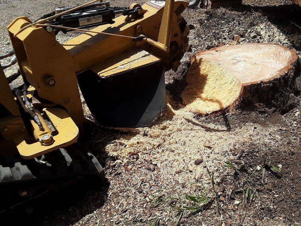 Stump grinder cutting into a large tree stump with fresh chips